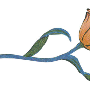 “La rosa bianca” di Fabio Tolledi